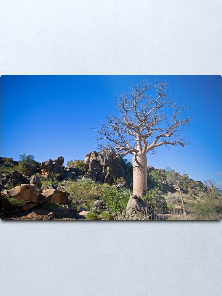 Alternate view of Kimberley Boab Tree Metal Print