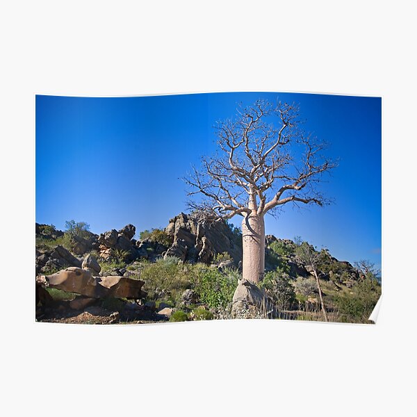 Kimberley Boab Tree Poster