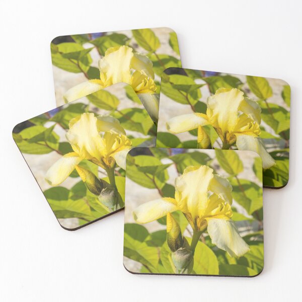 Item preview, Pale Gold Beauty - Yellow German Iris in the Sunshine designed and sold by Georgia Mizuleva.