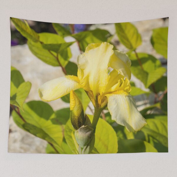 Item preview, Pale Gold Beauty - Yellow German Iris in the Sunshine designed and sold by Georgia Mizuleva.