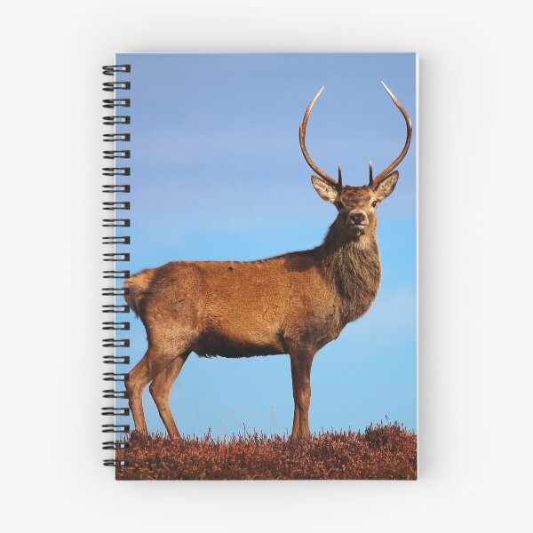 Item preview, Red Deer Stag designed and sold by Macrae images.