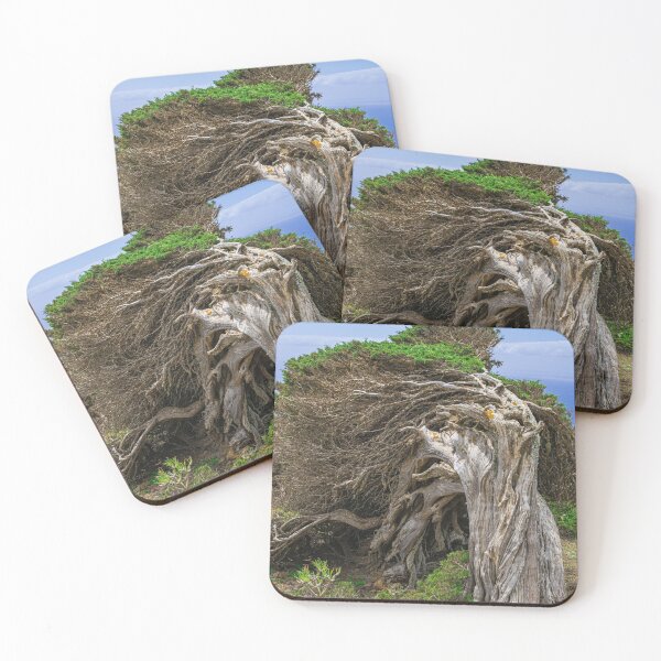 Item preview, Phoenicean juniper tree (Juniperus phoenicea canariensis) designed and sold by Martin Leber.