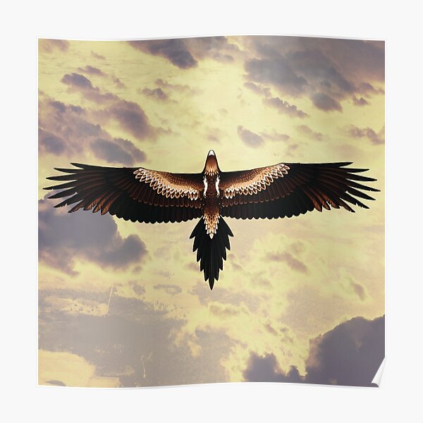 Wedge-Tailed Eagle Poster