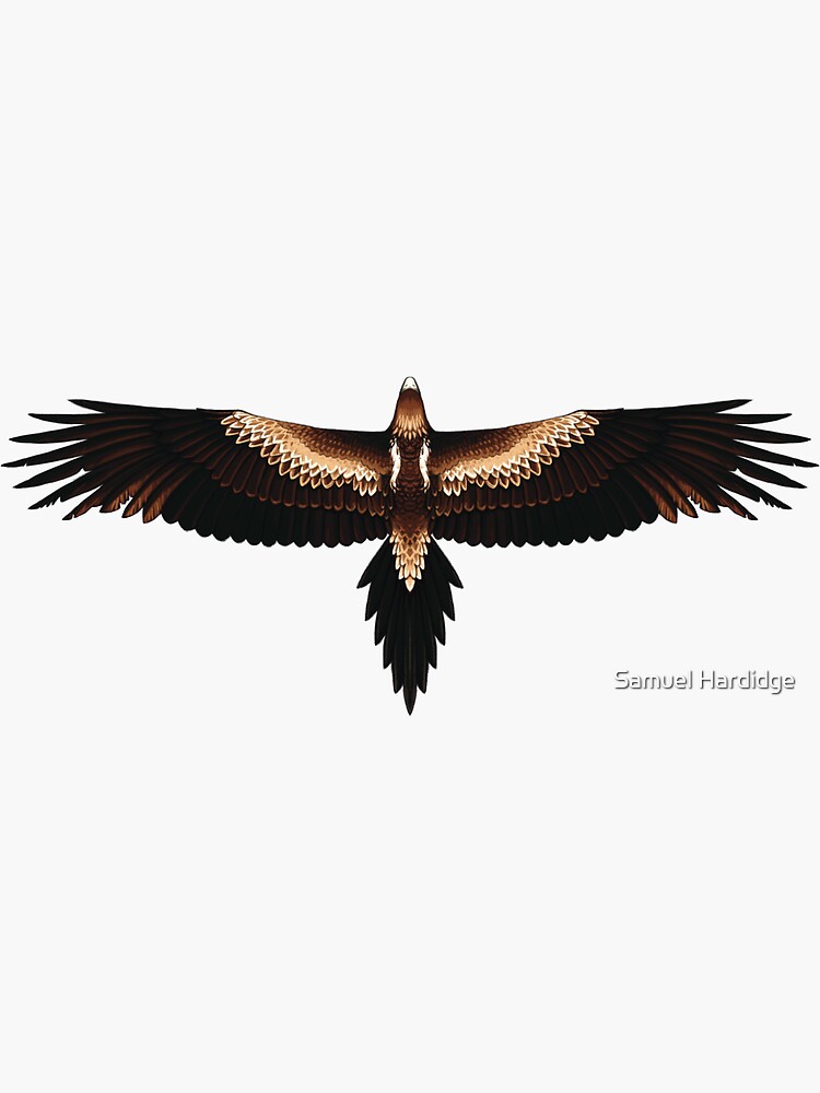 Wedge-Tailed Eagle by 48Tuesdays