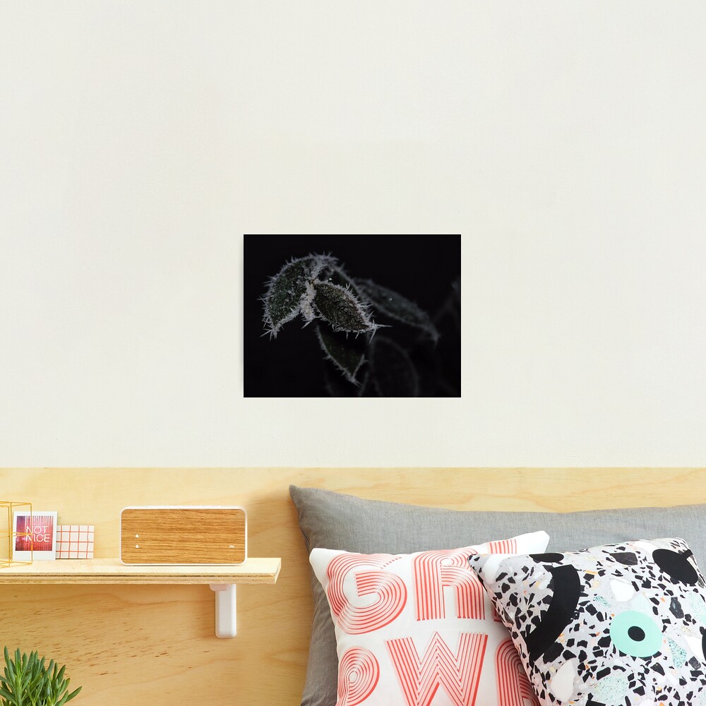 Frozen Leaves Photographic Print