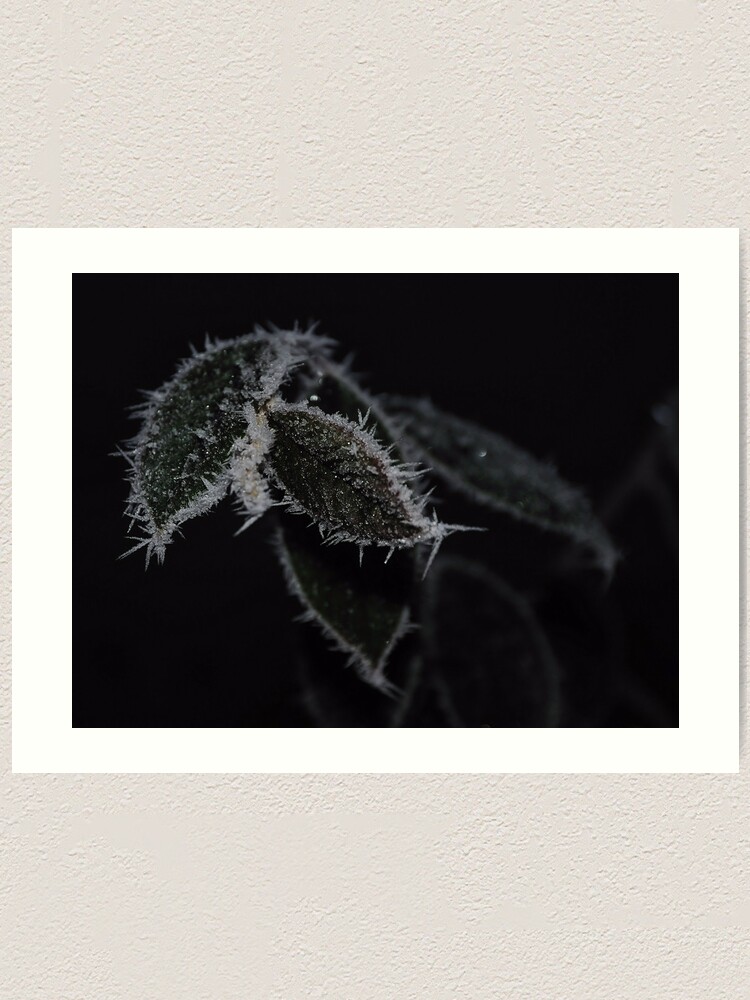 Alternate view of Frozen Leaves Art Print