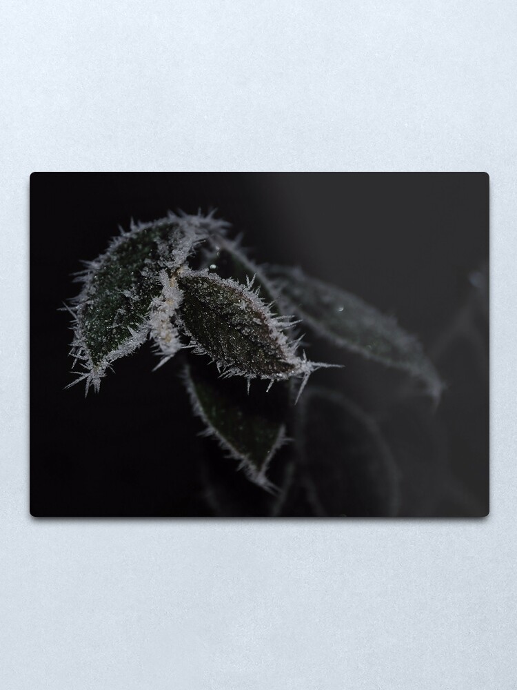 Alternate view of Frozen Leaves Metal Print