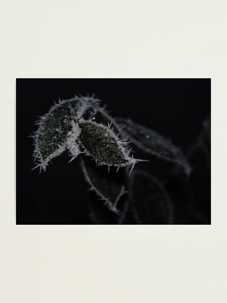 Alternate view of Frozen Leaves Photographic Print