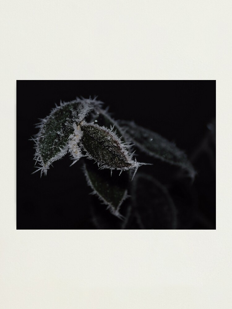 Alternate view of Frozen Leaves Photographic Print