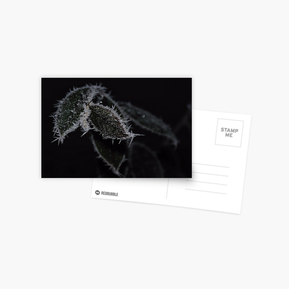 Frozen Leaves Postcard