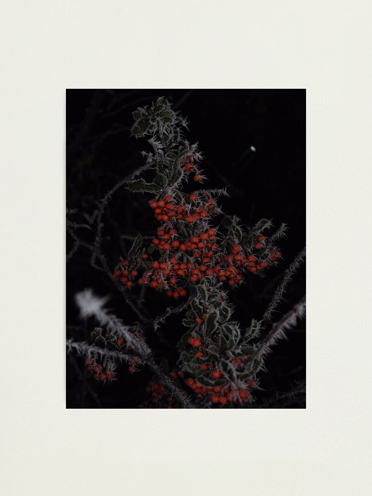 Alternate view of Frozen Berries Photographic Print