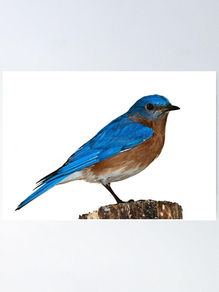 "Bluebird" Poster for Sale by liesjes Redbubble