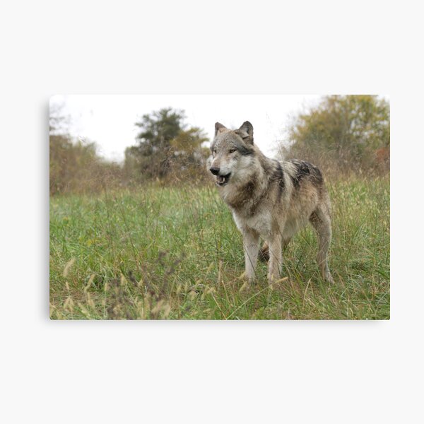 Grassland wolf Canvas Print