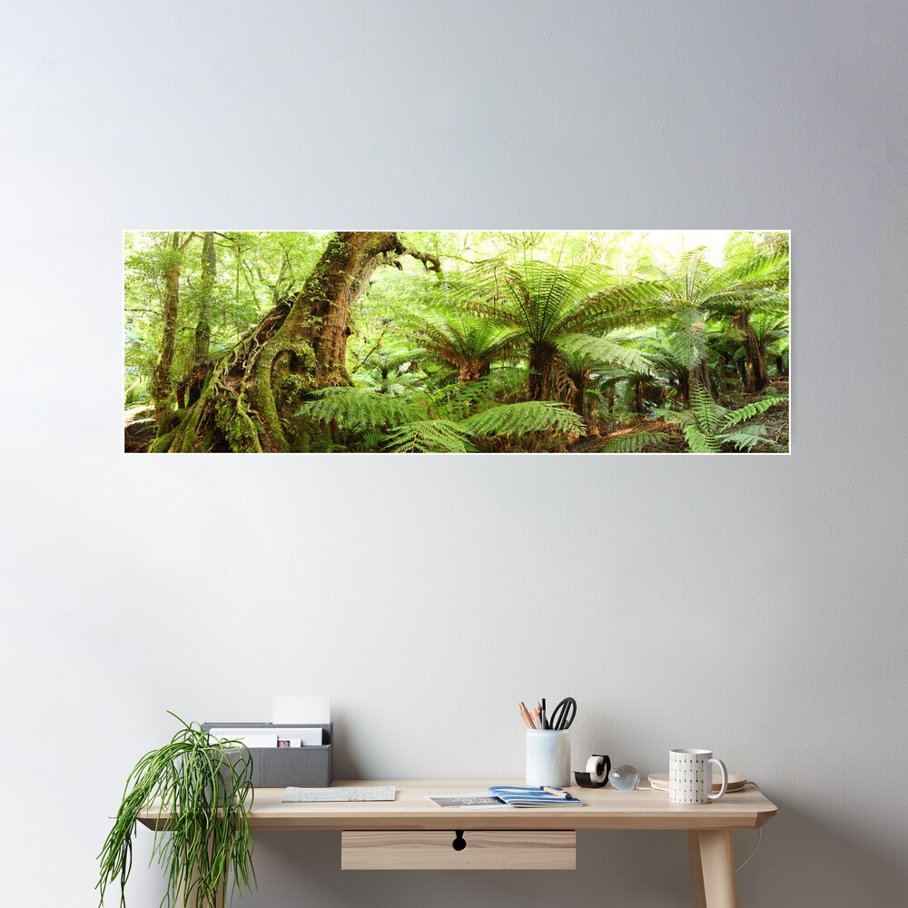 Myrtle Tree, Tarra Bulga National Park, Australia Poster