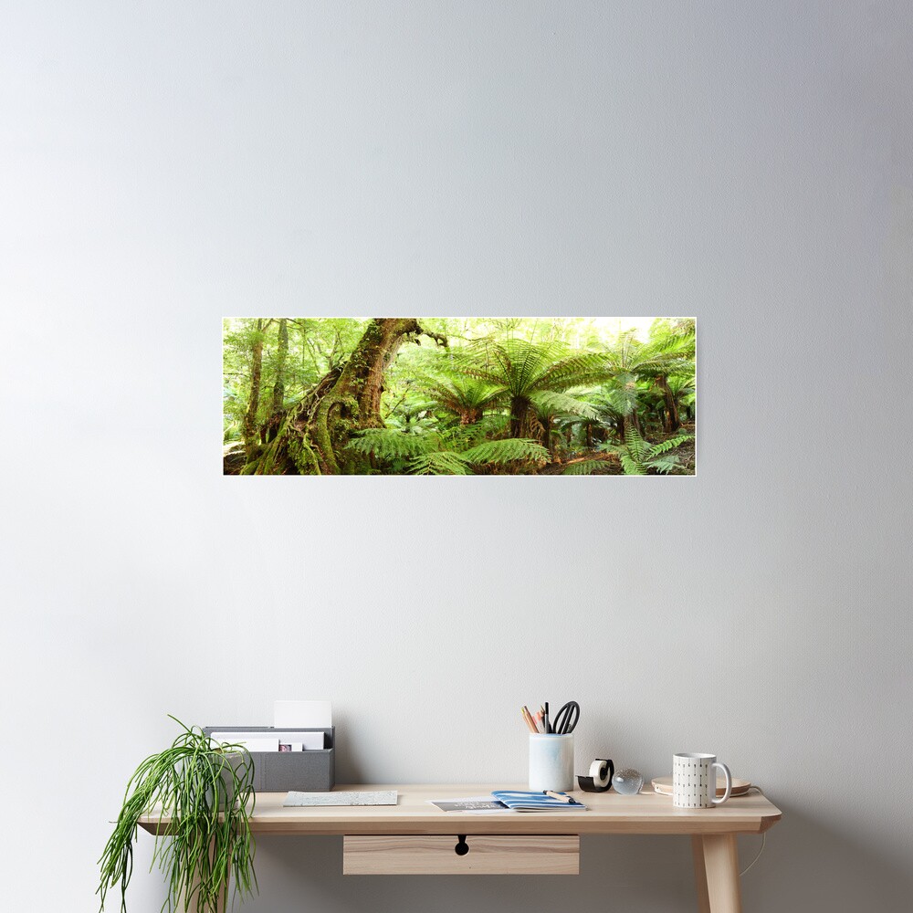 Myrtle Tree, Tarra Bulga National Park, Australia Poster