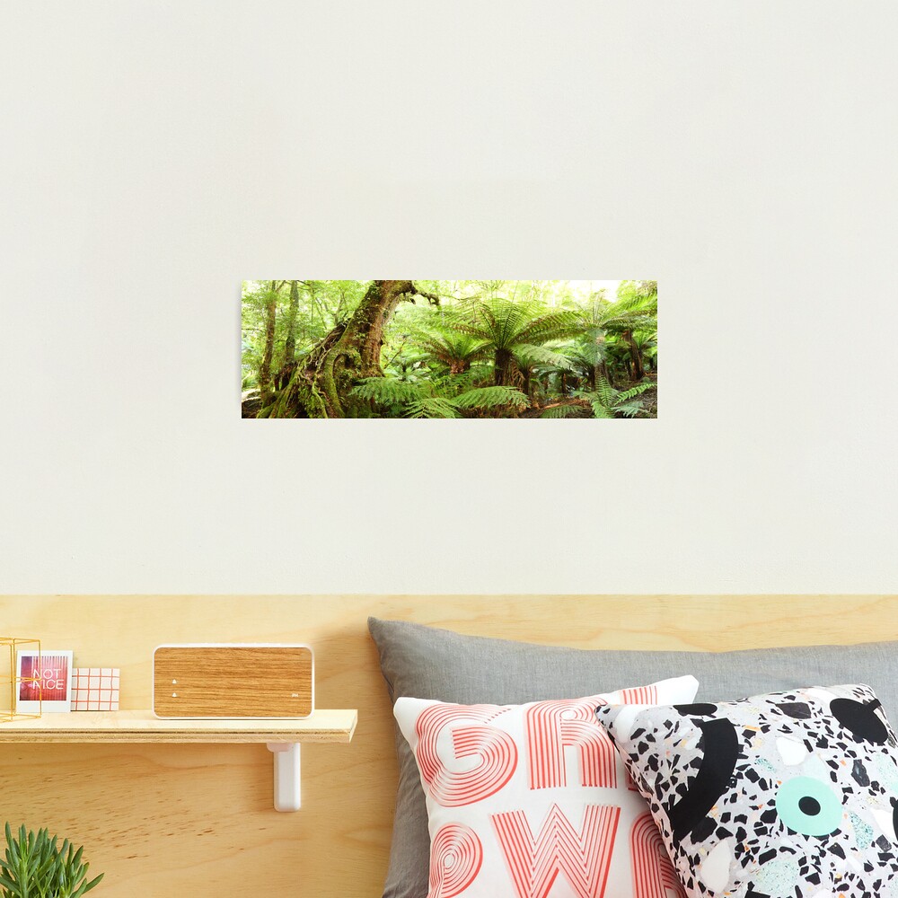 Myrtle Tree, Tarra Bulga National Park, Australia Photographic Print
