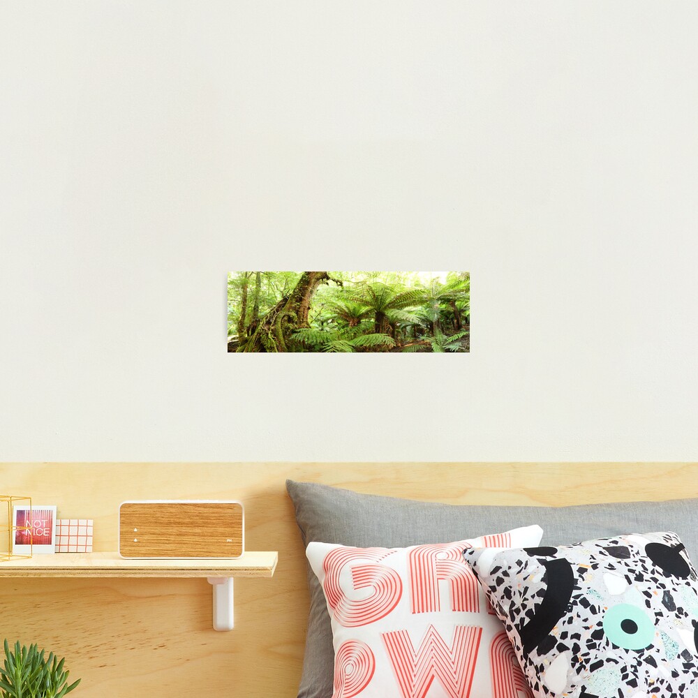 Myrtle Tree, Tarra Bulga National Park, Australia Photographic Print