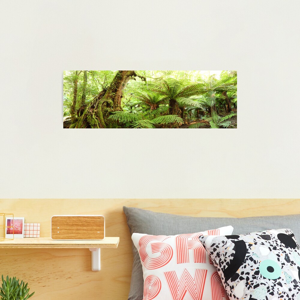 Myrtle Tree, Tarra Bulga National Park, Australia Photographic Print