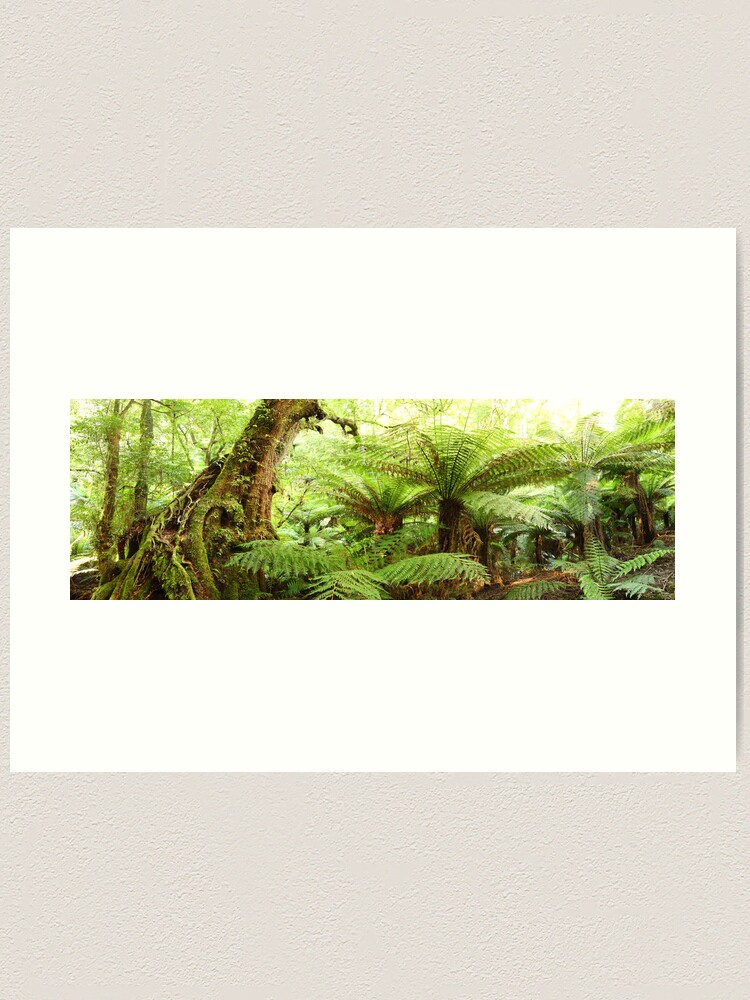 Alternate view of Myrtle Tree, Tarra Bulga National Park, Australia Art Print