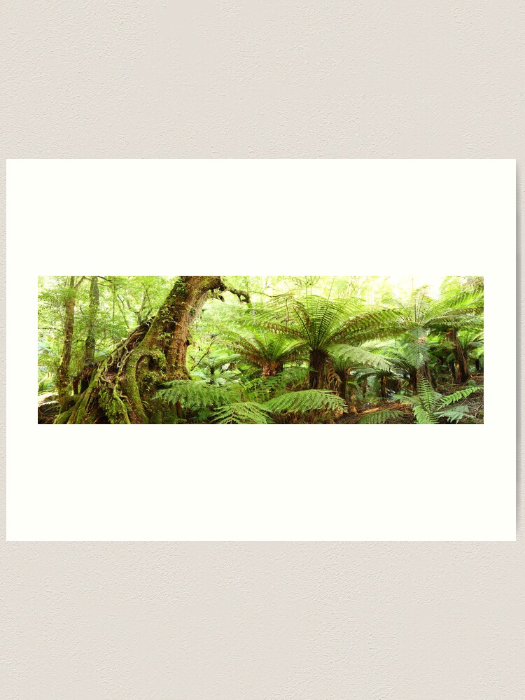 Alternate view of Myrtle Tree, Tarra Bulga National Park, Australia Art Print