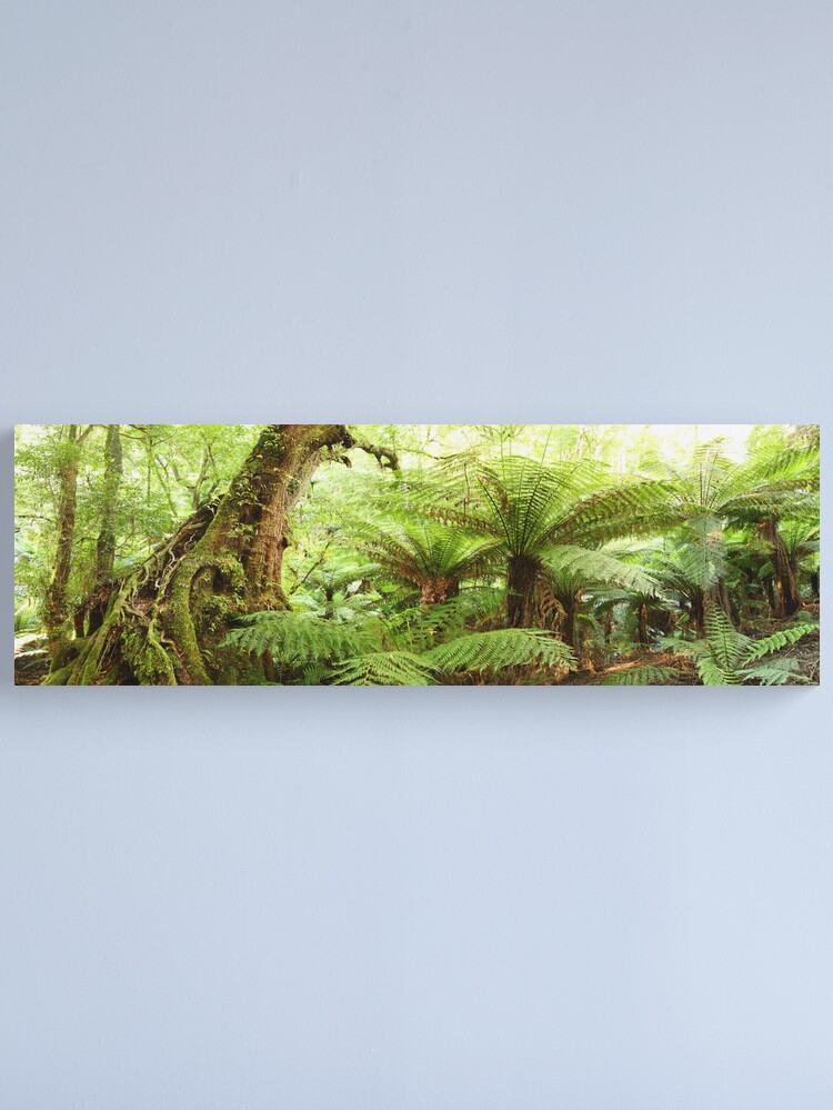 Alternate view of Myrtle Tree, Tarra Bulga National Park, Australia Canvas Print