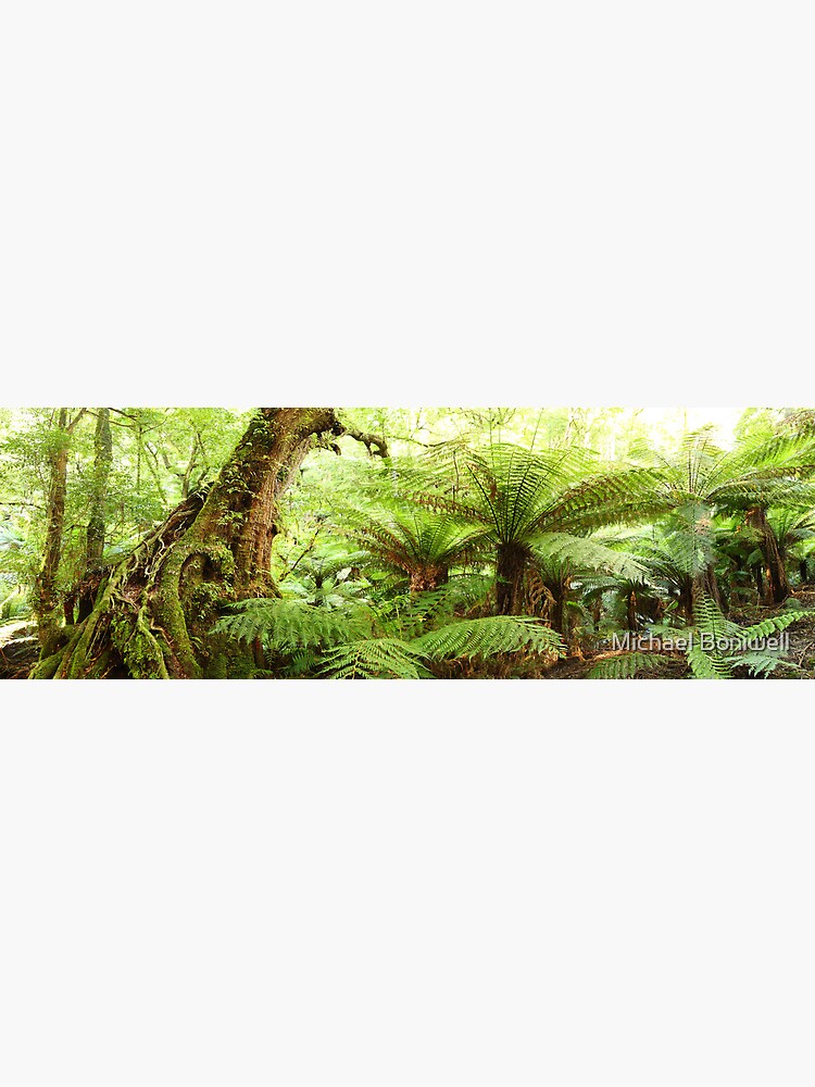 Myrtle Tree, Tarra Bulga National Park, Australia by Chockstone