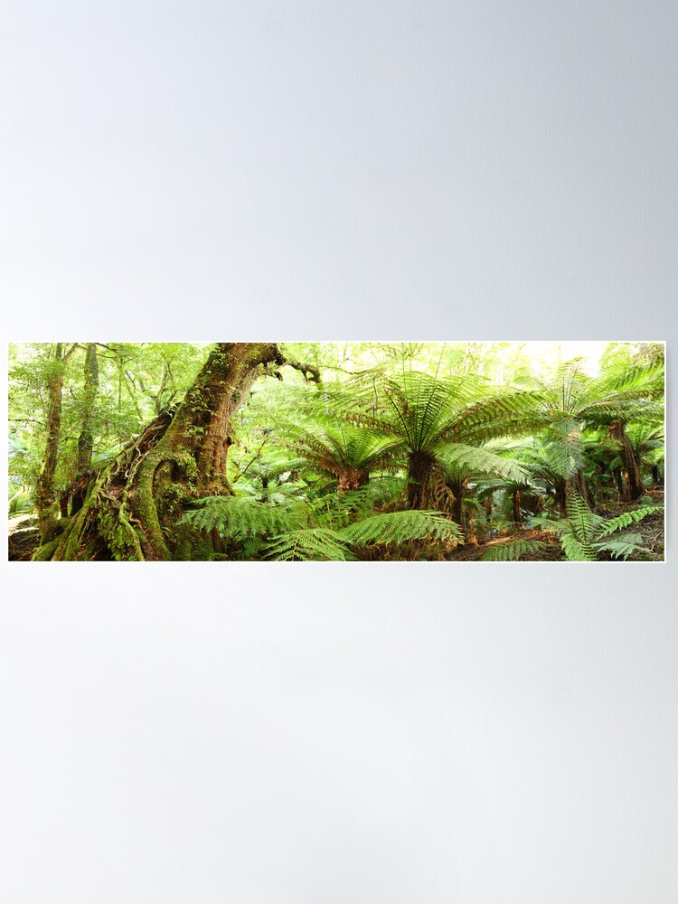 Alternate view of Myrtle Tree, Tarra Bulga National Park, Australia Poster