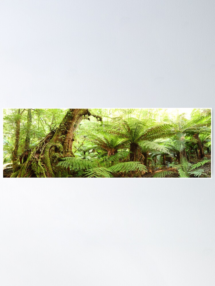 Alternate view of Myrtle Tree, Tarra Bulga National Park, Australia Poster