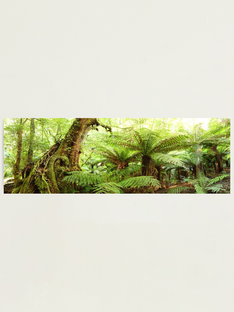 Alternate view of Myrtle Tree, Tarra Bulga National Park, Australia Photographic Print