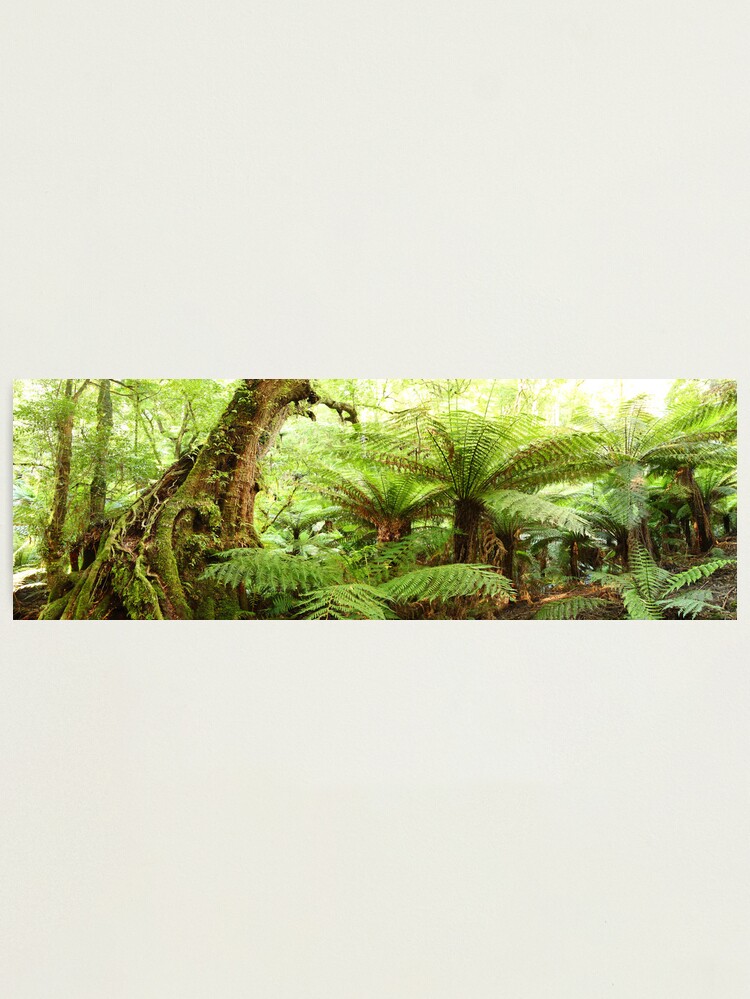 Alternate view of Myrtle Tree, Tarra Bulga National Park, Australia Photographic Print