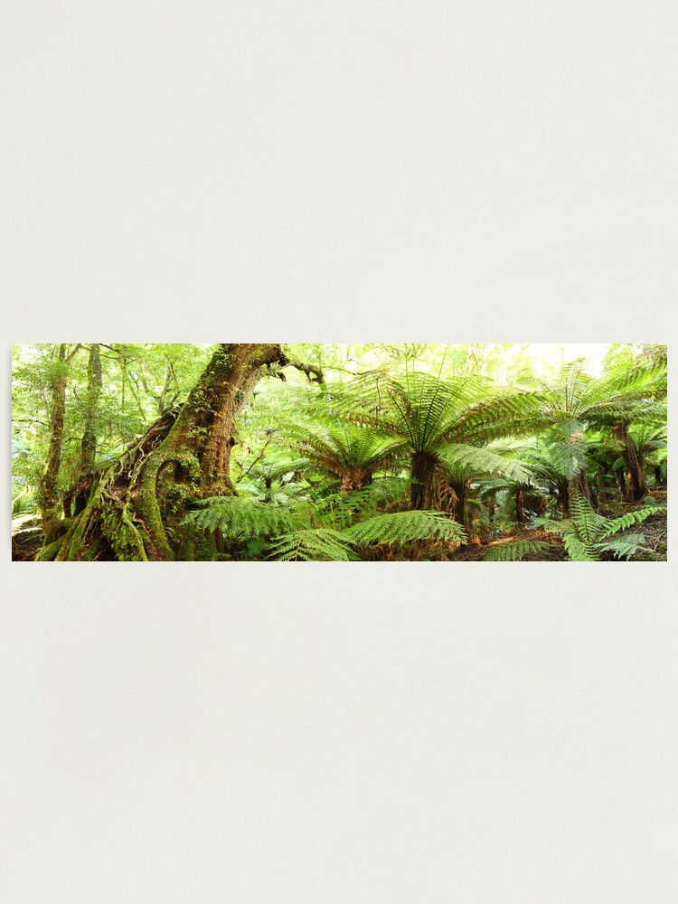 Alternate view of Myrtle Tree, Tarra Bulga National Park, Australia Photographic Print