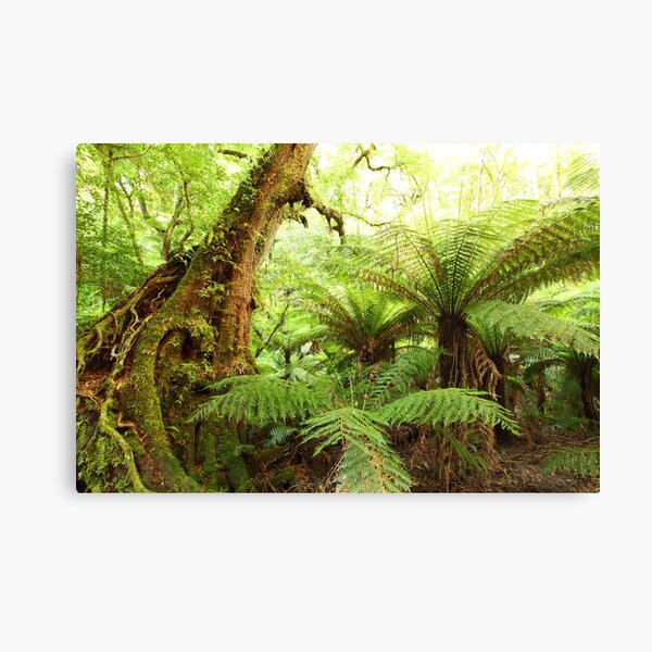 Myrtle Tree, Tarra Bulga National Park, Australia Canvas Print