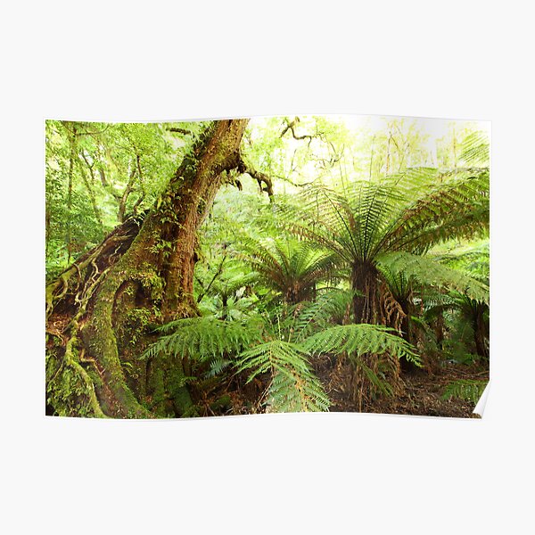 Myrtle Tree, Tarra Bulga National Park, Australia Poster