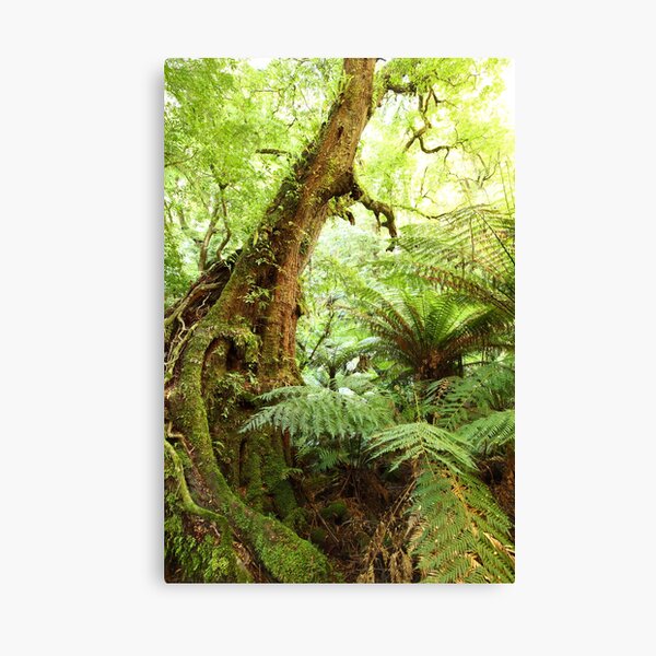 Myrtle Tree, Tarra Bulga National Park, Australia Canvas Print