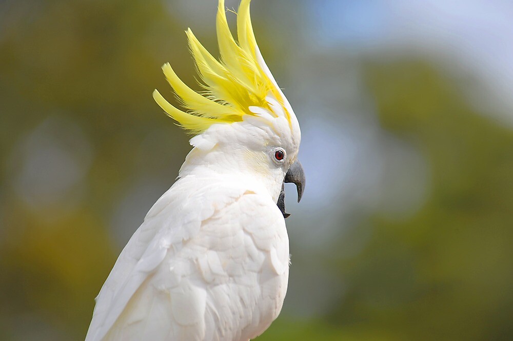 «female Sulphur Crested Cockatoo Brisbane Queensland Australia De