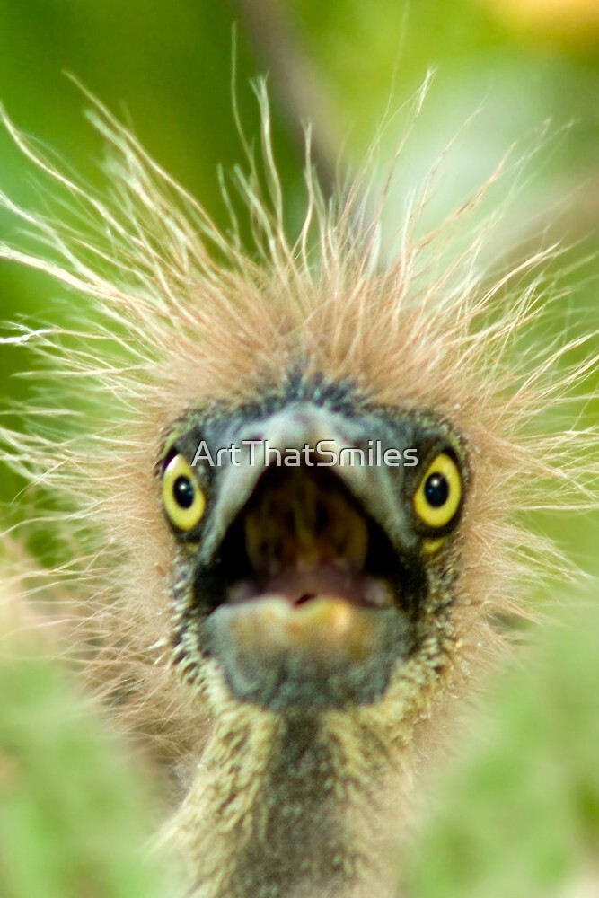 ""Young Einstein" - Baby Tri-Colored Heron Calls Out From ...