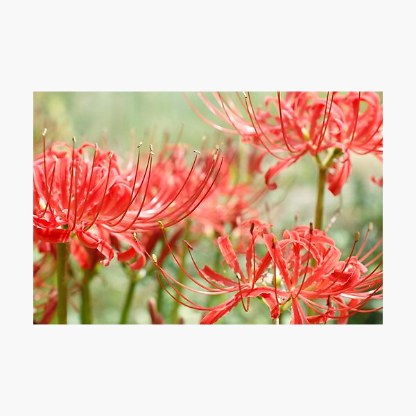 higanbana Photographic Print