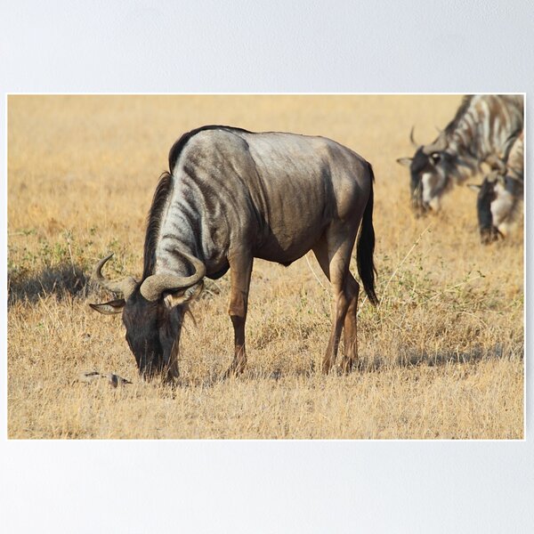 Item preview, White Race Wildebeest Grazing designed and sold by Carole-Anne.