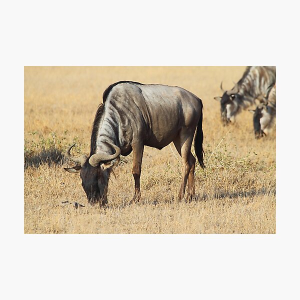Item preview, White Race Wildebeest Grazing designed and sold by Carole-Anne.