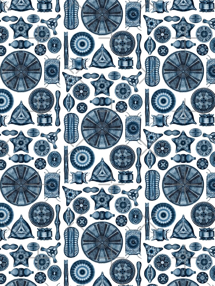 Ernst Haeckel Diatoms Navy Blue by aimeewilson