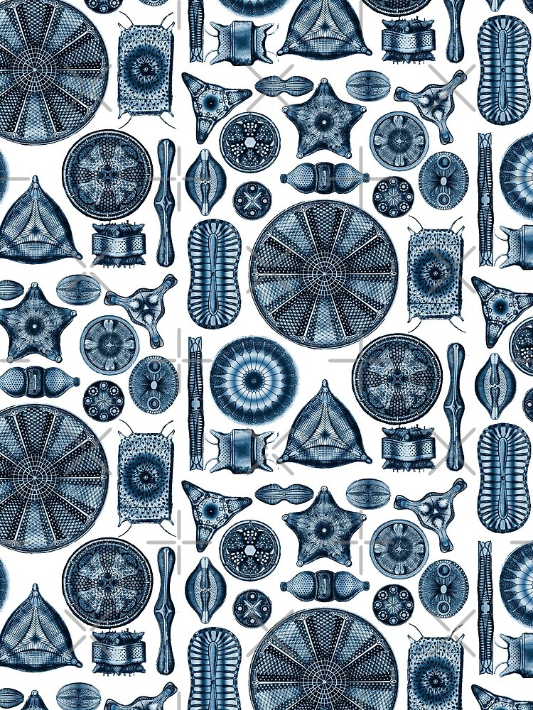 Ernst Haeckel Diatoms Navy Blue by aimeewilson
