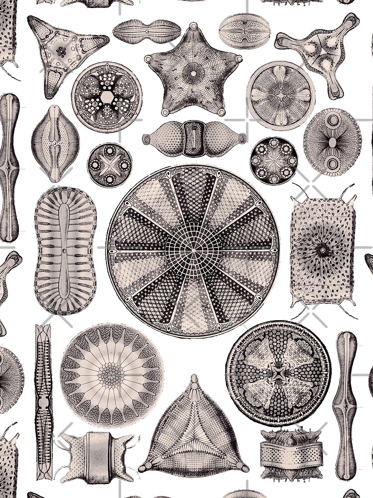 Ernst Haeckel Diatoms Lavender Grey by aimeewilson