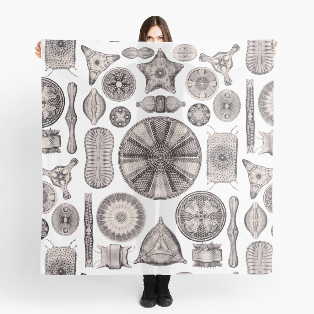 Ernst Haeckel Diatoms Lavender Grey Scarf