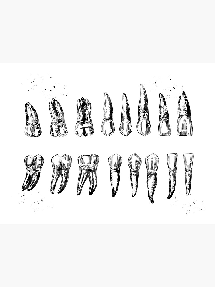 Different types of Human Teeth which include incisors, canines, premolars,  and wisdom teeth, vintage line drawing or engraving illustration Stock  Vector Image & Art - Alamy