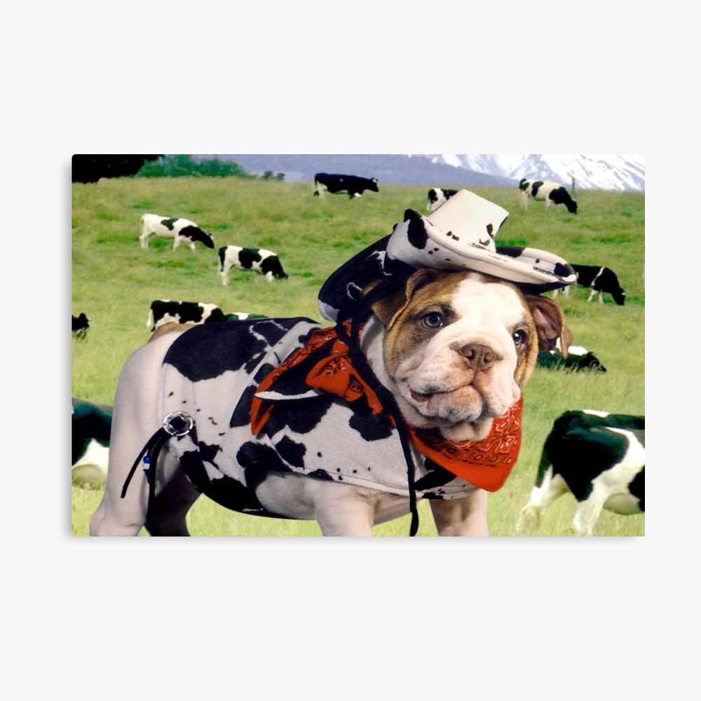 Bulldog 2024 and cows