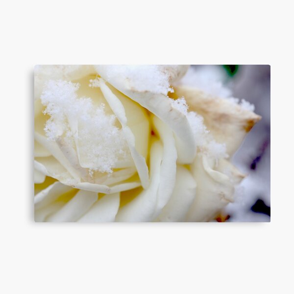 white winter Canvas Print