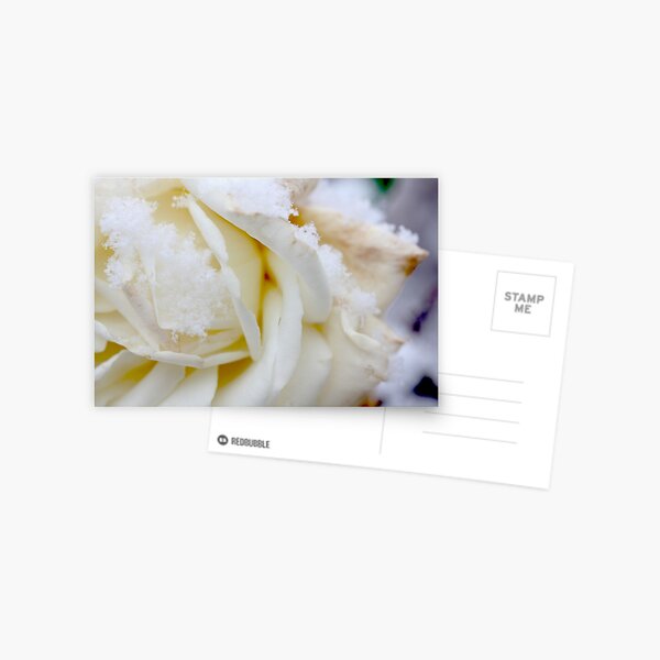 white winter Postcard
