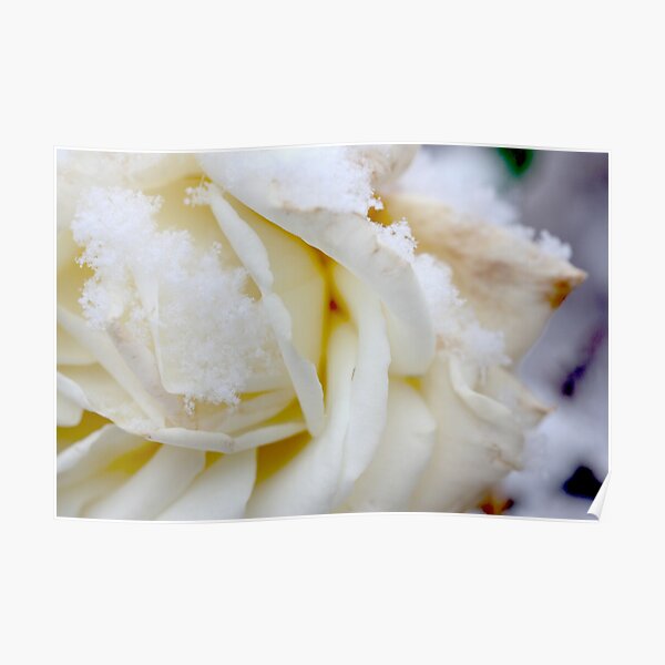 white winter Poster