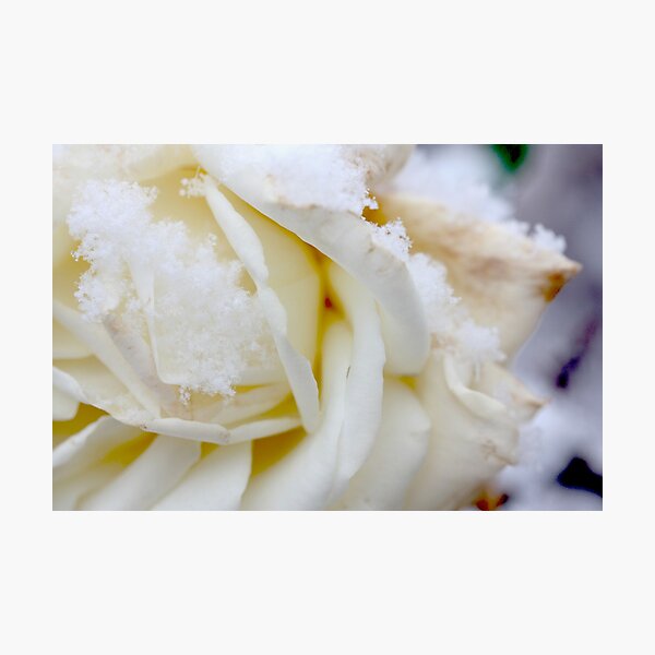 white winter Photographic Print