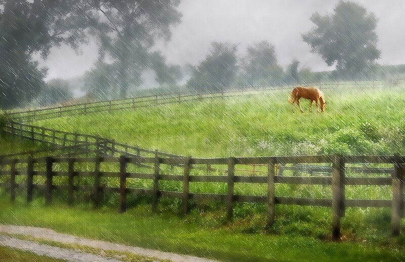 "Horse in the Rain" by Nadya Johnson Redbubble
